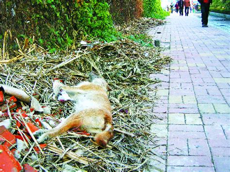 路邊狗狗死掉